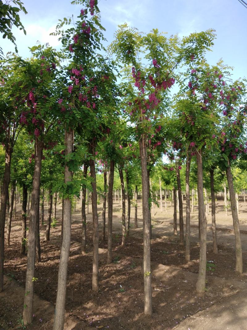 大量供应8-18公分嫁接香花槐，移植苗，易成活，树形好，