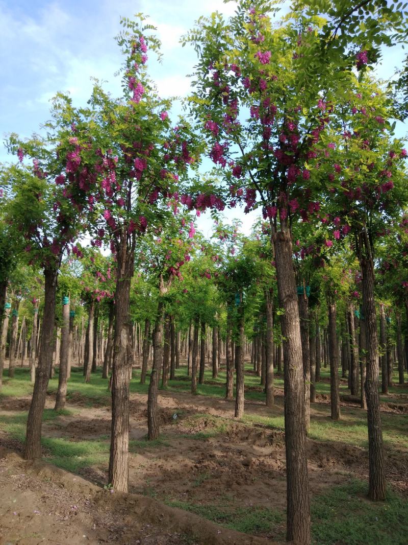 大量供应8-18公分嫁接香花槐，移植苗，易成活，树形好，