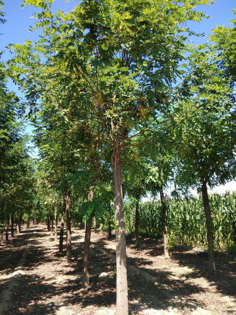 大量供应8-18公分嫁接香花槐，移植苗，易成活，树形好，