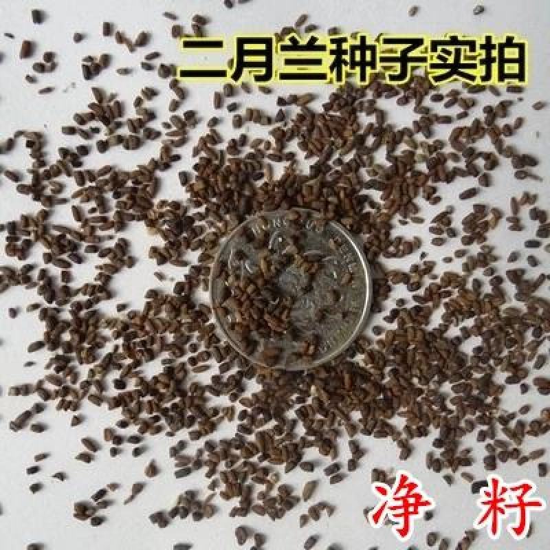 【二月兰种子】纯新采收包发芽种植简单易存活批发零售