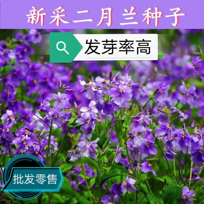 【二月兰种子】纯新采收包发芽种植简单易存活批发零售