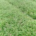 本基地常年供应各种苗木花卉30绣线菊，质量保证，欢迎选购