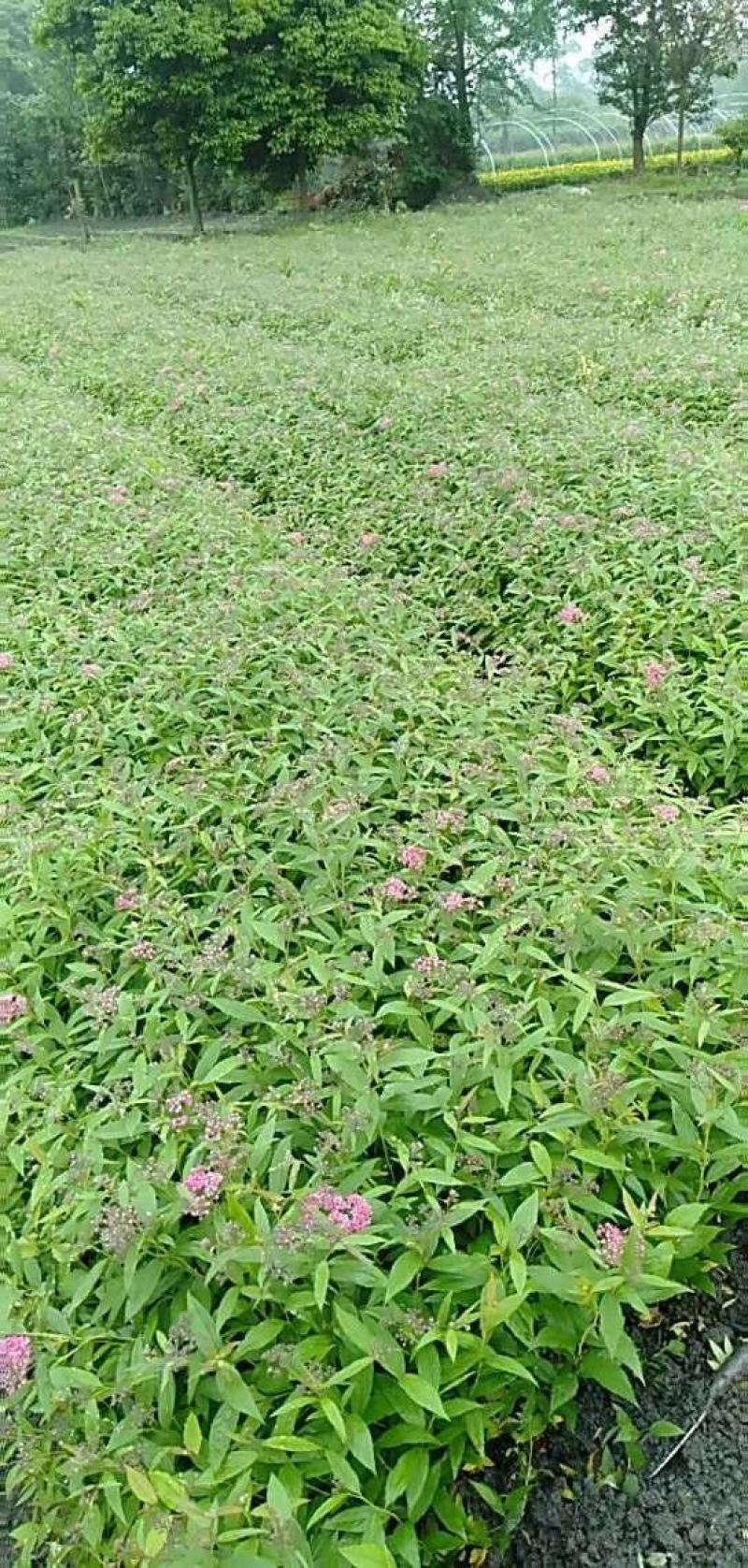 本基地常年供应各种苗木花卉30绣线菊，质量保证，欢迎选购