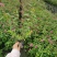 本基地常年供应各种苗木花卉30绣线菊，质量保证，欢迎选购