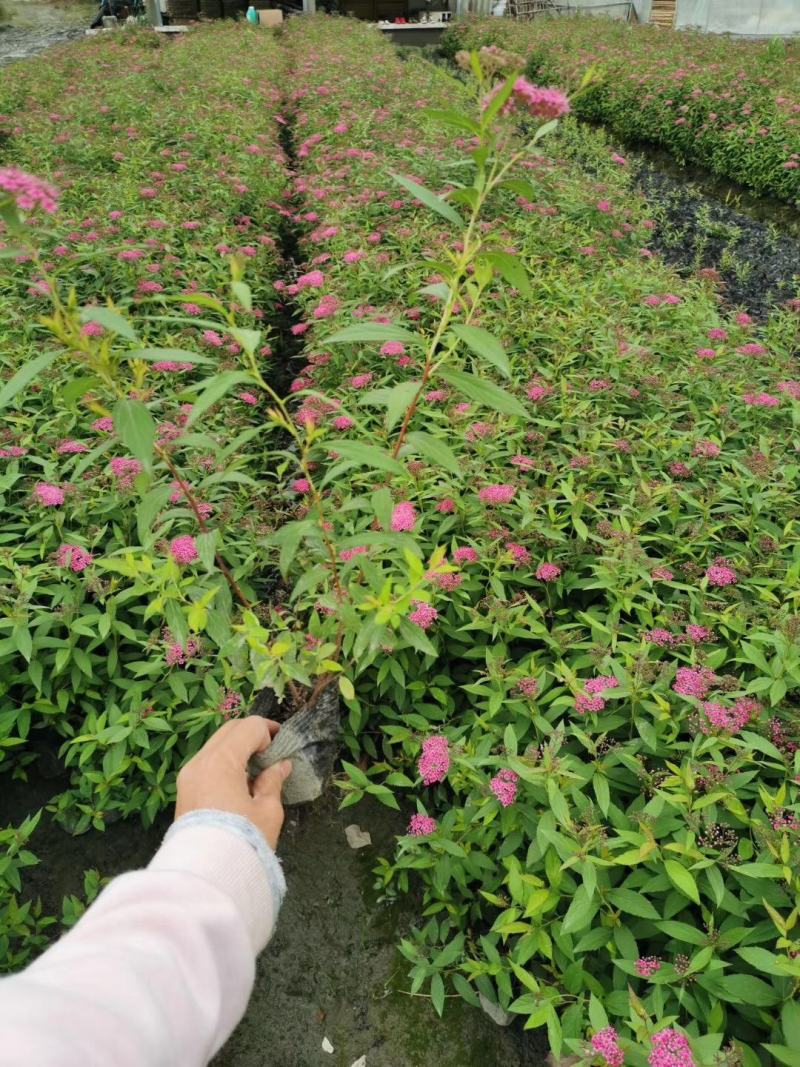 本基地常年供应各种苗木花卉30绣线菊，质量保证，欢迎选购