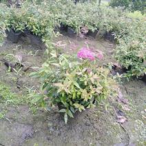 本基地常年供应各种苗木花卉30绣线菊，质量保证，欢迎选购