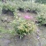 本基地常年供应各种苗木花卉30绣线菊，质量保证，欢迎选购