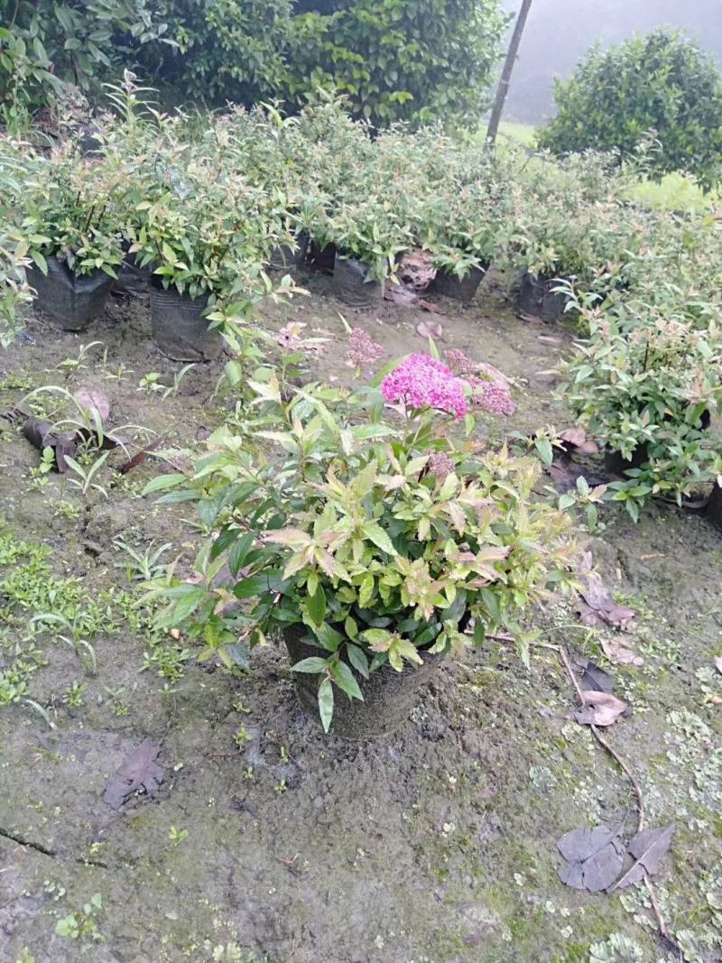 本基地常年供应各种苗木花卉30绣线菊，质量保证，欢迎选购