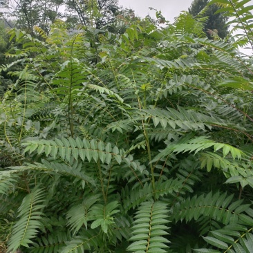 白皮臭椿1至2年40万棵左右