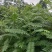 白皮臭椿1至2年40万棵左右
