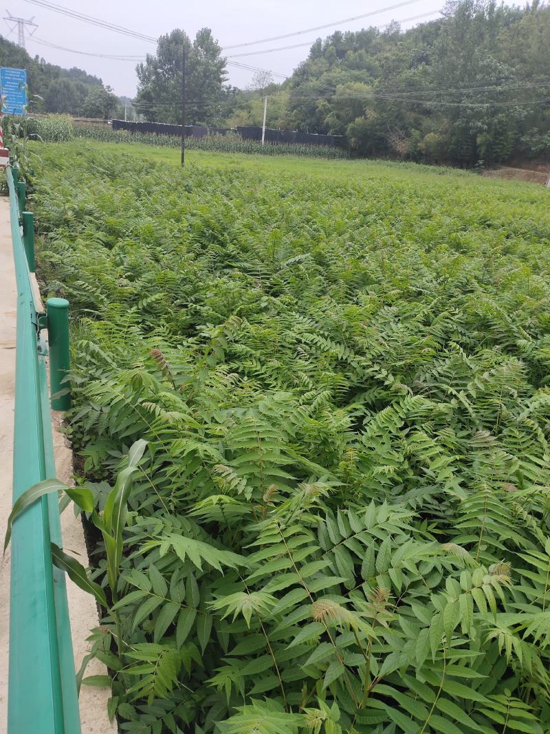 白皮臭椿1至2年40万棵左右