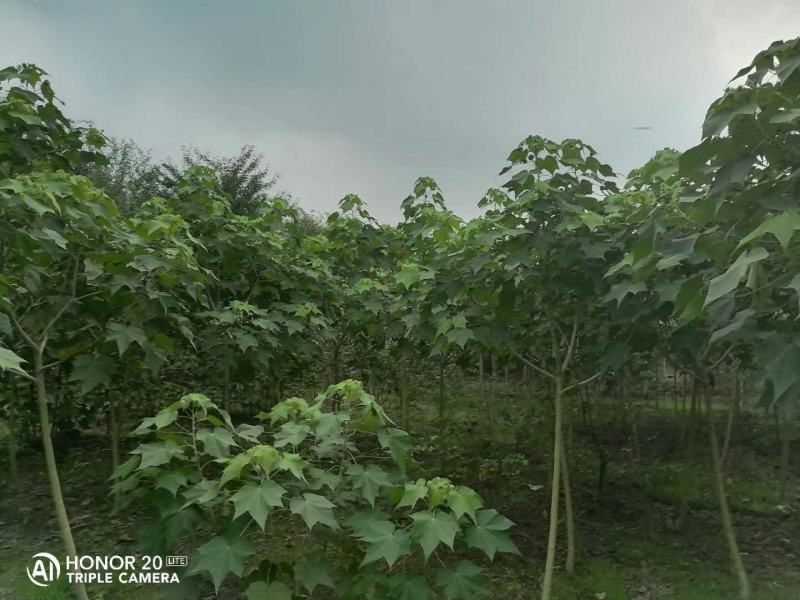 产地批发木芙蓉3-8公分单杆木芙蓉基地直销一手货源