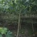 产地批发木芙蓉3-8公分单杆木芙蓉基地直销一手货源