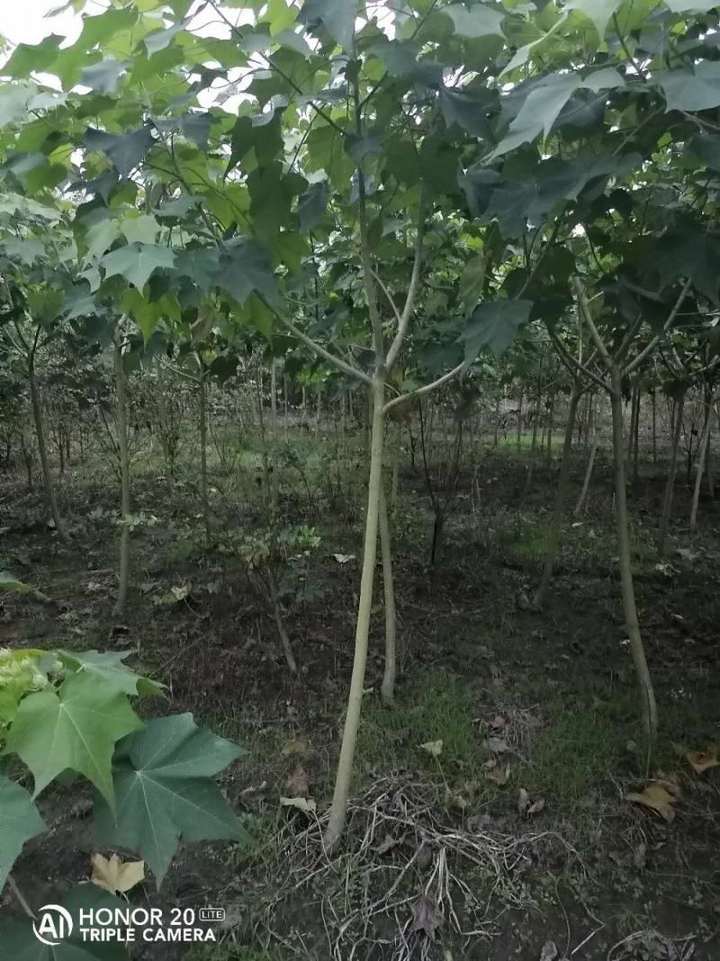 产地批发木芙蓉3-8公分单杆木芙蓉基地直销一手货源