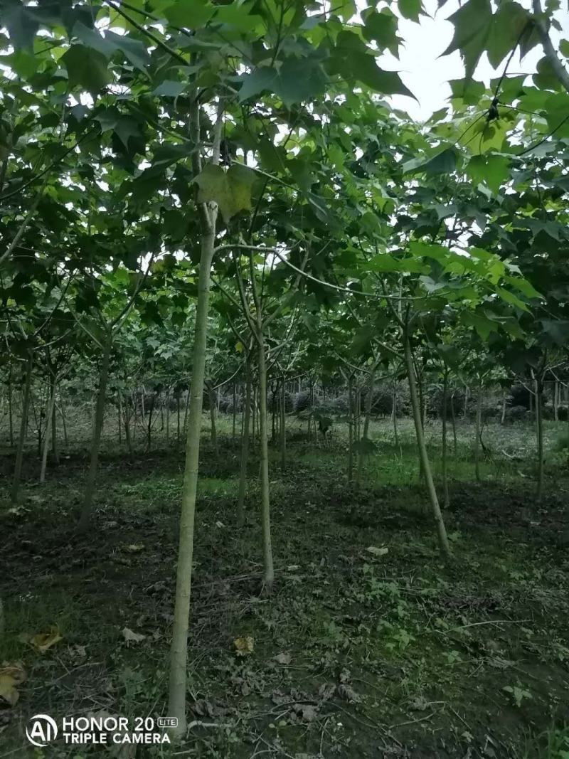 产地批发木芙蓉3-8公分单杆木芙蓉基地直销一手货源