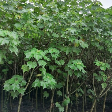 产地批发木芙蓉3-8公分单杆木芙蓉基地直销一手货源