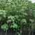 产地批发木芙蓉3-8公分单杆木芙蓉基地直销一手货源