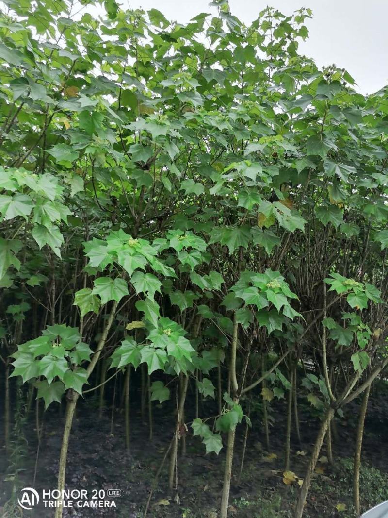 产地批发木芙蓉3-8公分单杆木芙蓉基地直销一手货源