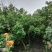 产地批发木芙蓉3-8公分单杆木芙蓉基地直销一手货源