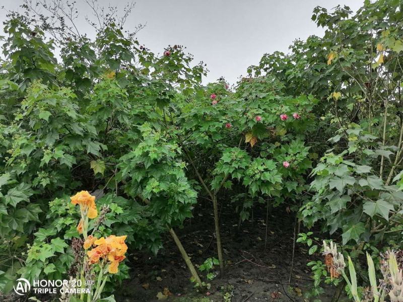产地批发木芙蓉3-8公分单杆木芙蓉基地直销一手货源