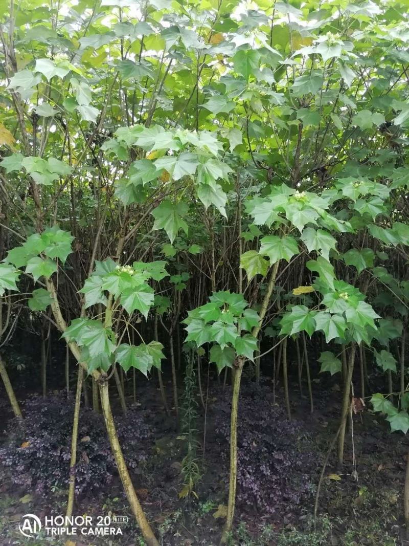 产地批发木芙蓉3-8公分单杆木芙蓉基地直销一手货源