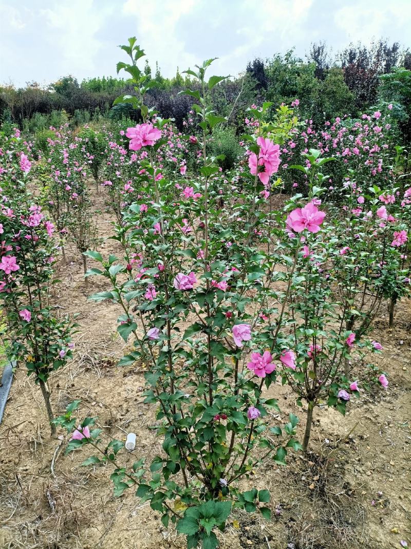 木槿大花木槿开花重瓣粉红色大红色白色齐全
