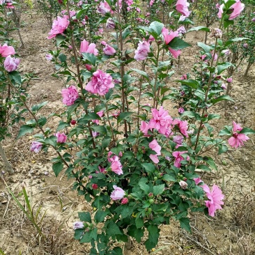 木槿大花木槿开花重瓣粉红色大红色白色齐全