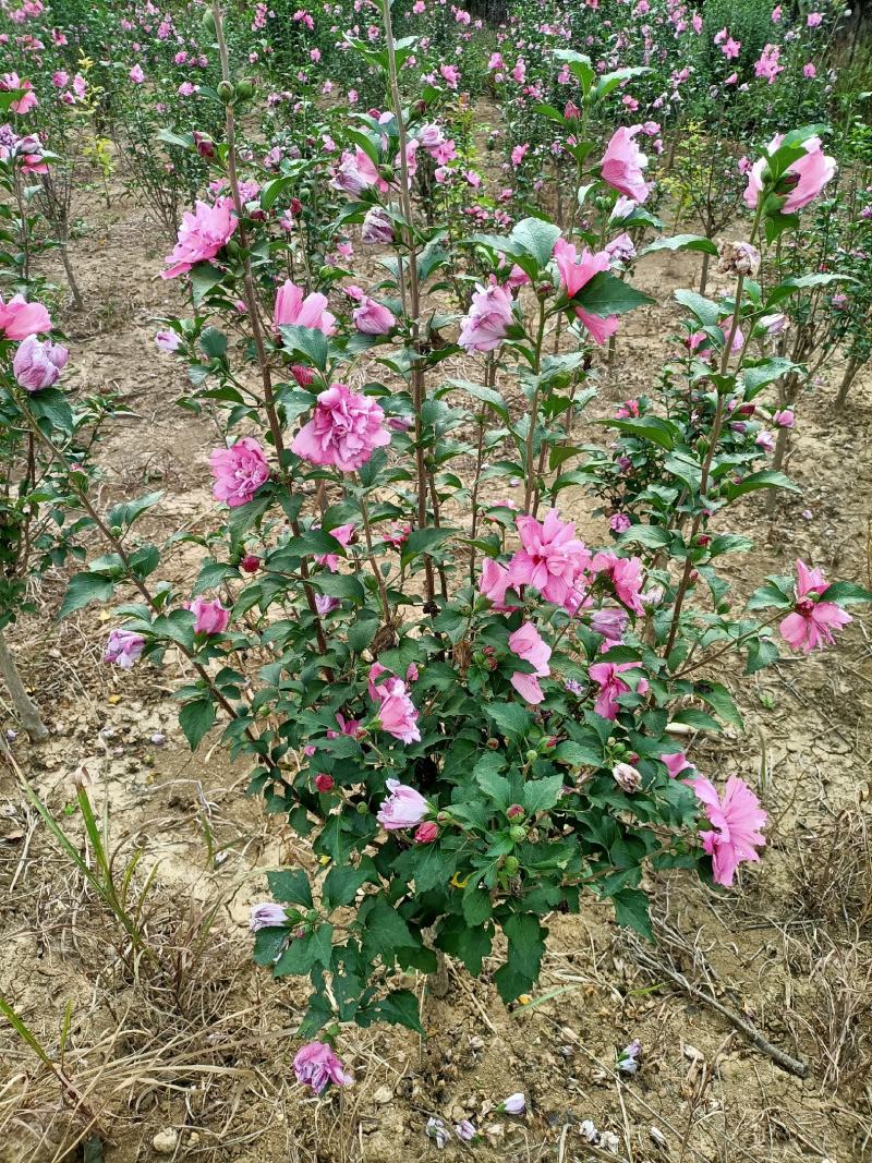 木槿大花木槿开花重瓣粉红色大红色白色齐全