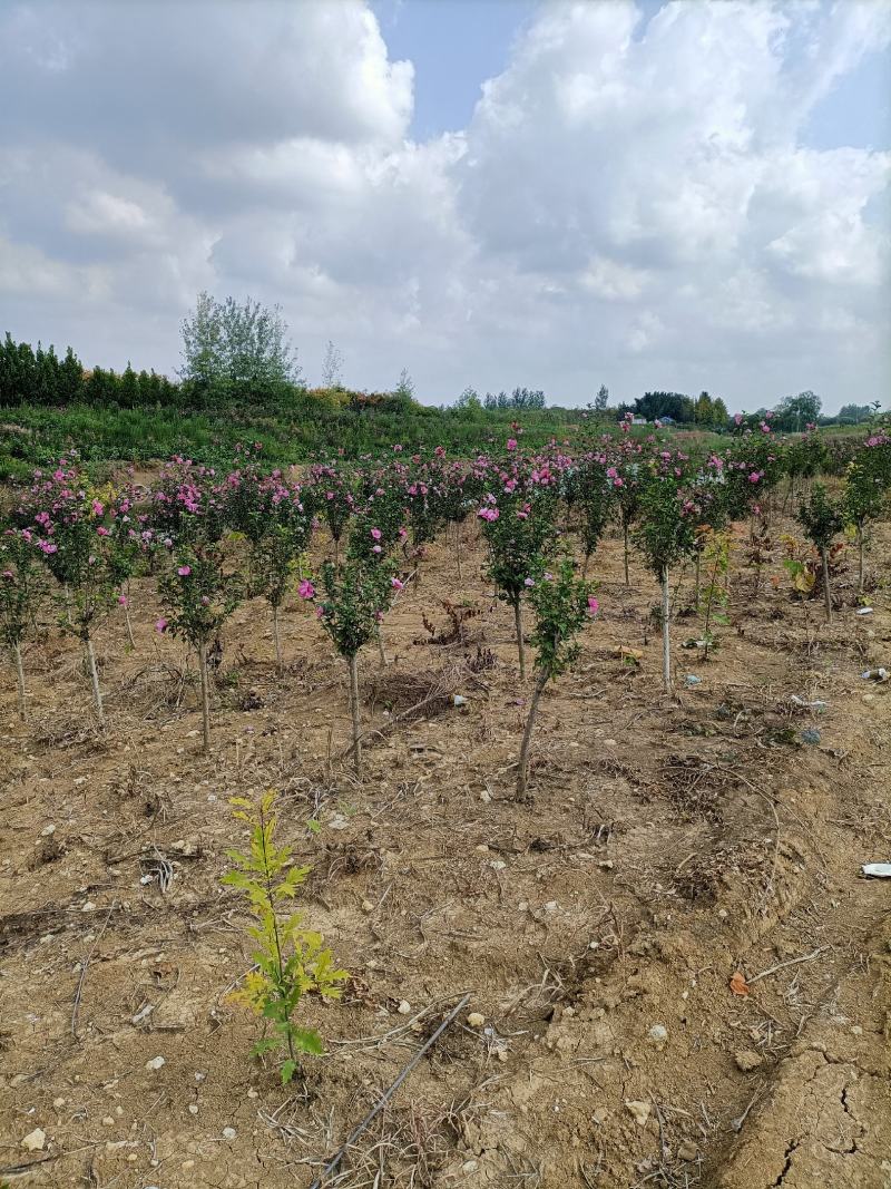 木槿大花木槿开花重瓣粉红色大红色白色齐全