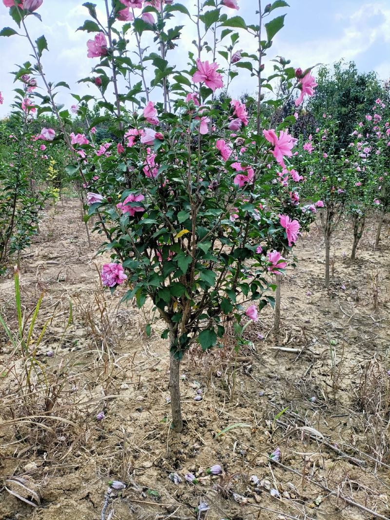 木槿大花木槿开花重瓣粉红色大红色白色齐全
