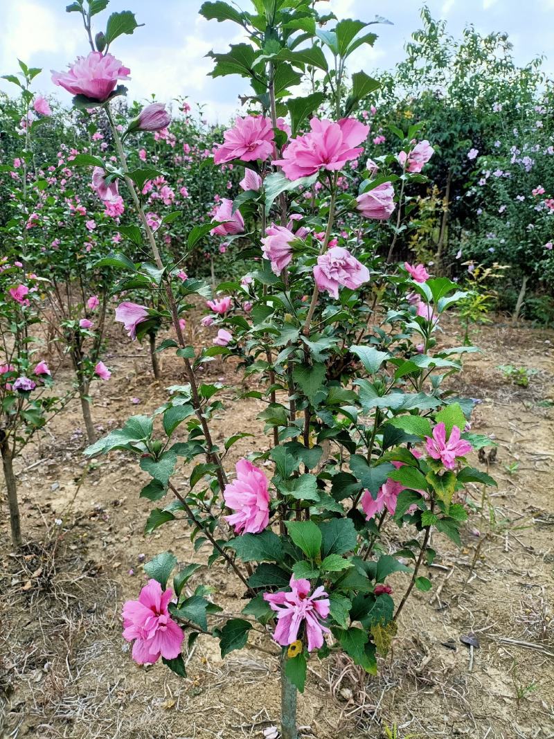 木槿大花木槿开花重瓣粉红色大红色白色齐全