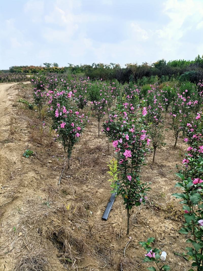木槿大花木槿开花重瓣粉红色大红色白色齐全