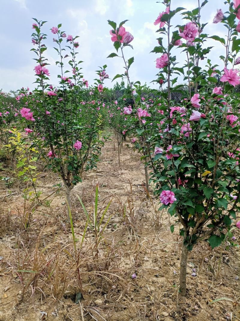 木槿大花木槿开花重瓣粉红色大红色白色齐全