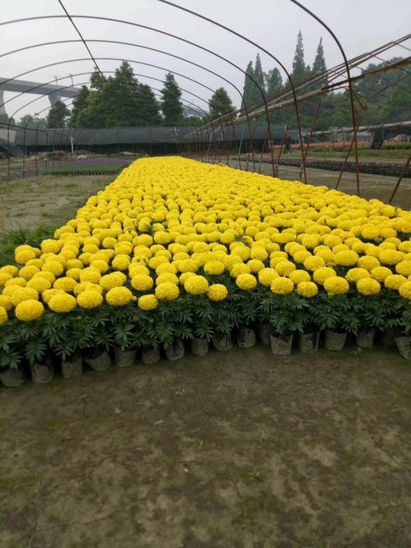 四川成都温江基地苗圃万寿菊，质量保证，基地货