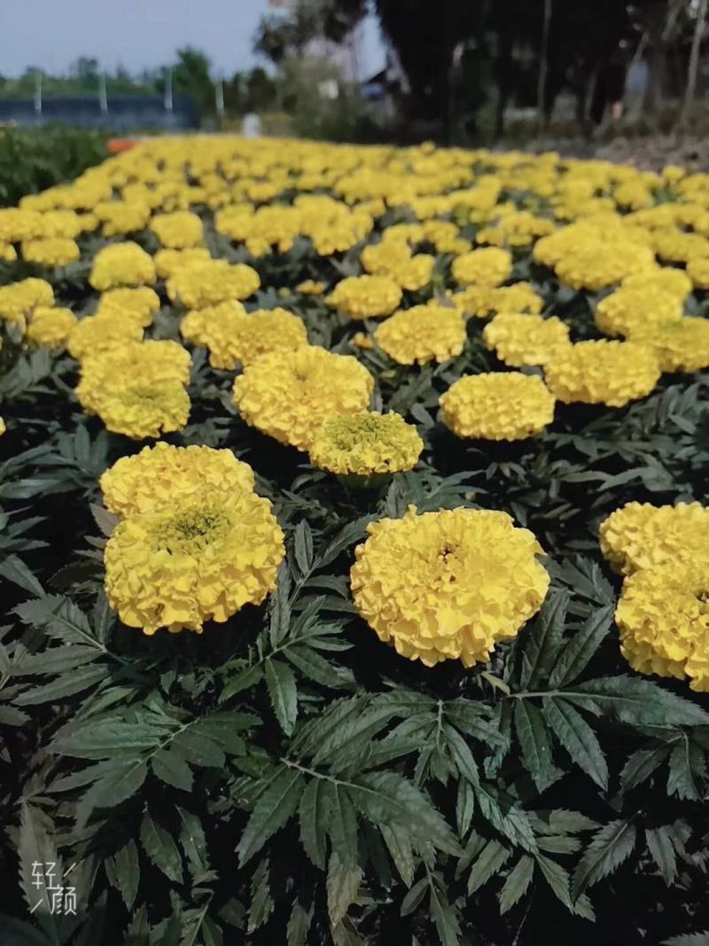 四川成都温江基地苗圃万寿菊，质量保证，基地货