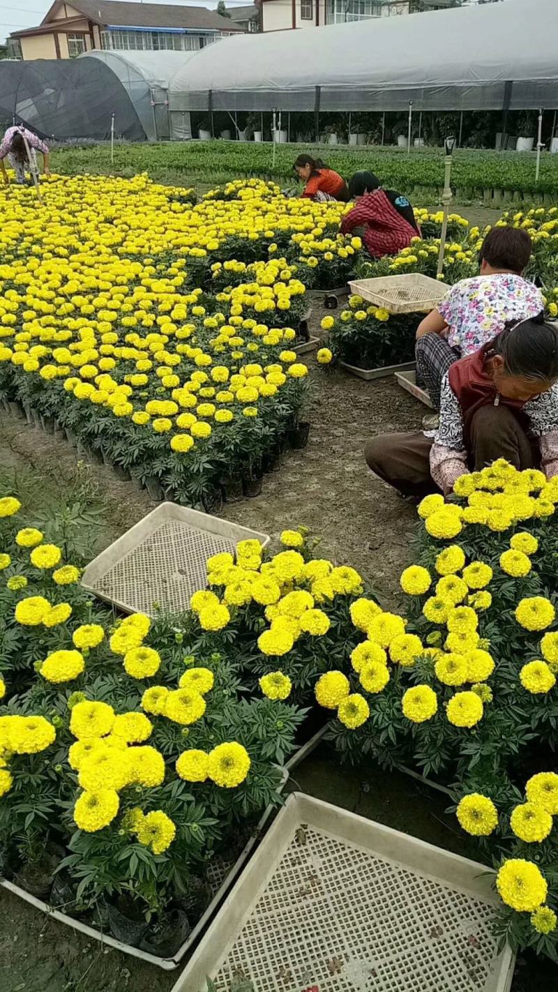 四川成都温江基地苗圃万寿菊，质量保证，基地货