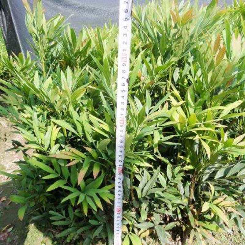 四川成都温江基地苗圃十大功劳，质量保证，基地货
