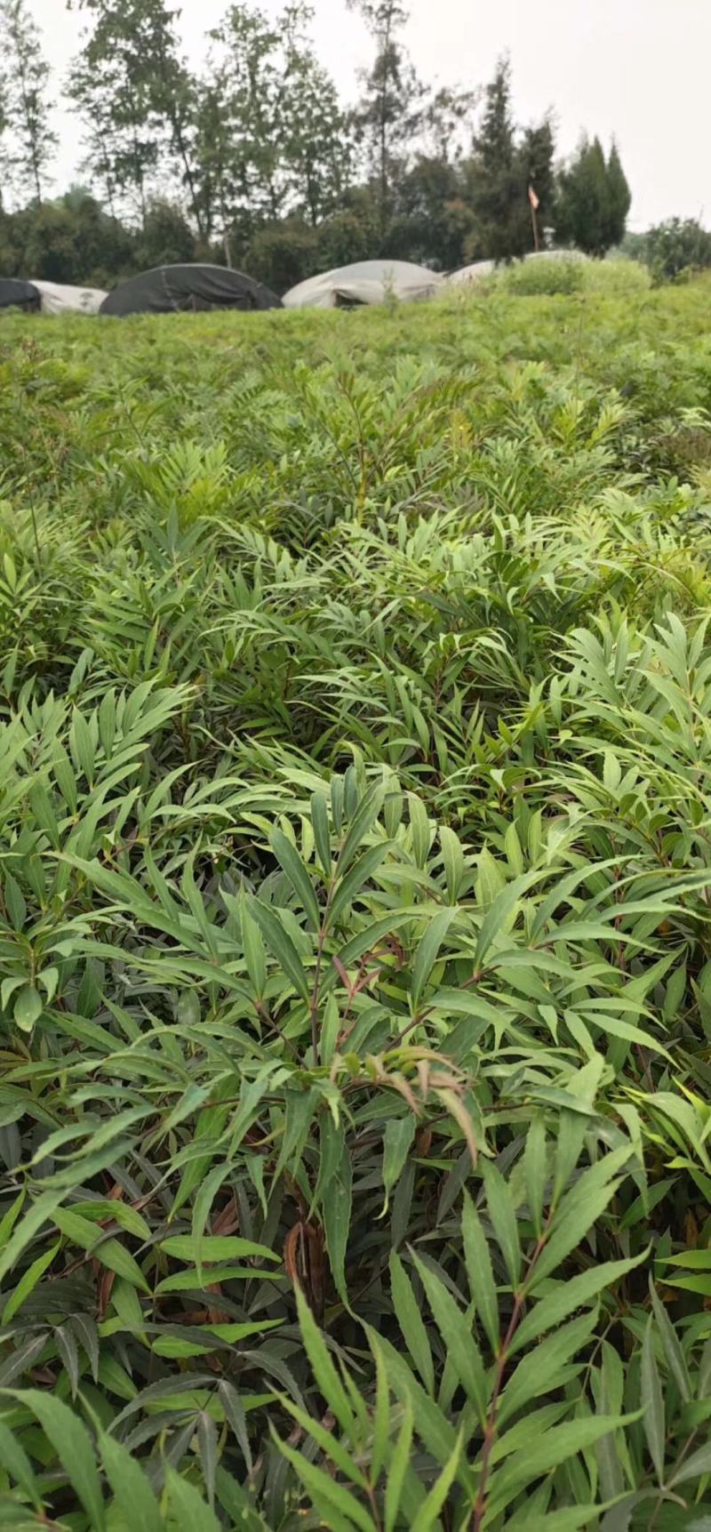 四川成都温江基地苗圃十大功劳，质量保证，基地货