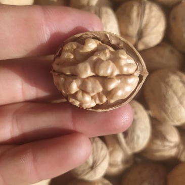 今年新鲜的185纸皮核桃新疆核桃产地直发，自然，没加