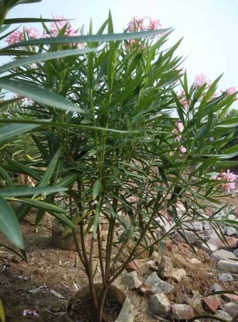 四川成都温江基地苗圃夹竹桃，质量保证，欢迎选购