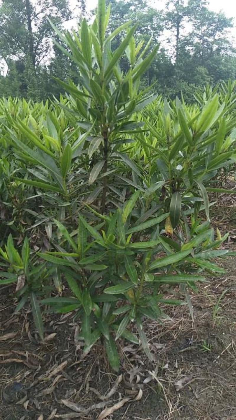 四川成都温江基地苗圃夹竹桃，质量保证，欢迎选购