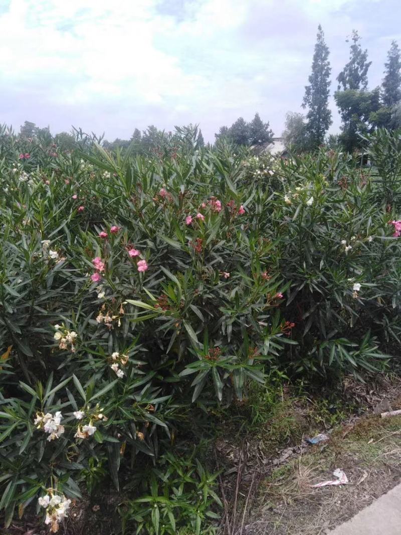 四川成都温江基地苗圃夹竹桃，质量保证，欢迎选购
