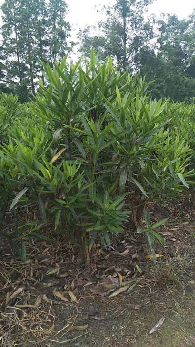 四川成都温江基地苗圃夹竹桃，质量保证，欢迎选购