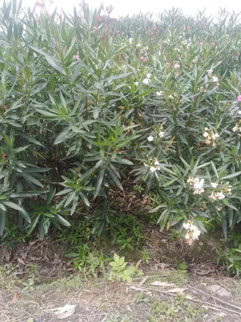 四川成都温江基地苗圃夹竹桃，质量保证，欢迎选购