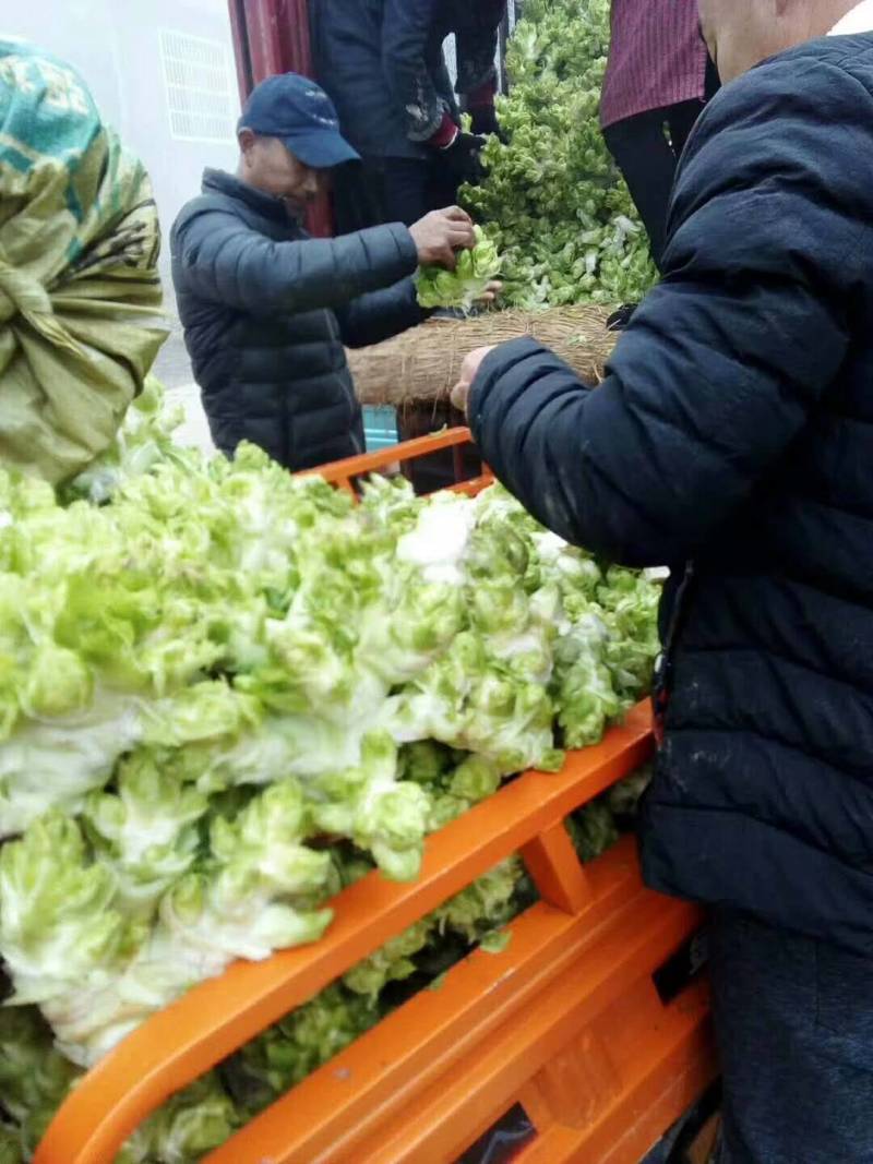 万亩儿菜基地，儿菜，又名抱儿菜，多头菜，