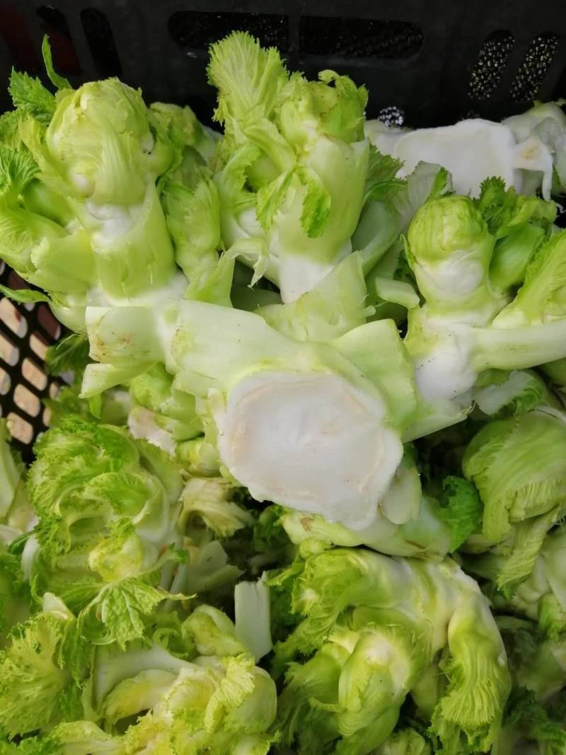 万亩儿菜基地，儿菜，又名抱儿菜，多头菜，