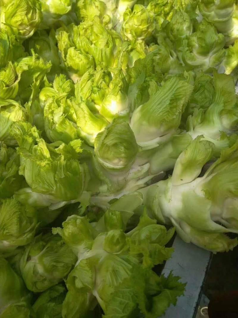 万亩儿菜基地，儿菜，又名抱儿菜，多头菜，