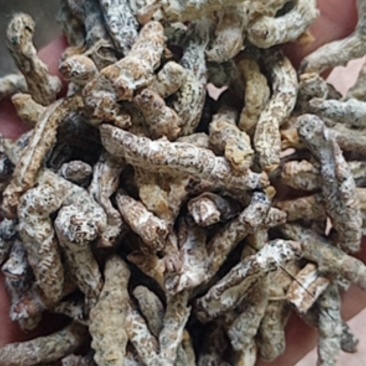 僵蚕，白僵蚕，僵虫，蚕茧，中药材批发