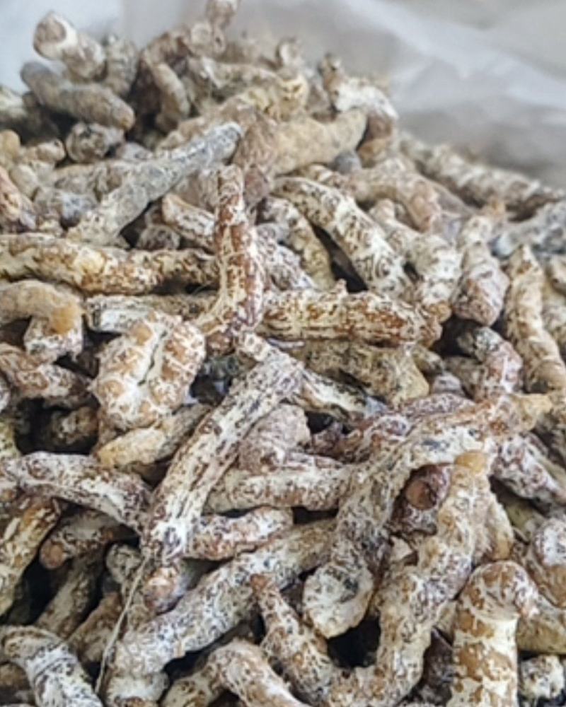 僵蚕，白僵蚕，僵虫，蚕茧，中药材批发