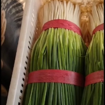 香葱油菜青蒜以及各种蔬菜